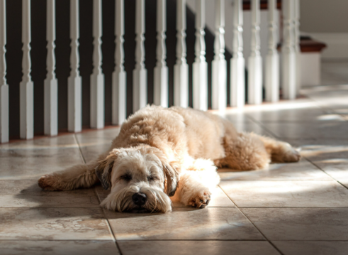 Why Does Your House Still Smell Like Dog No Matter How Often You Clean?